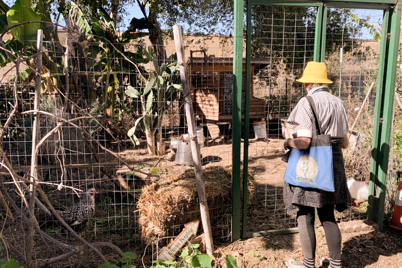 A woman opens a cage to tend to chickens.
