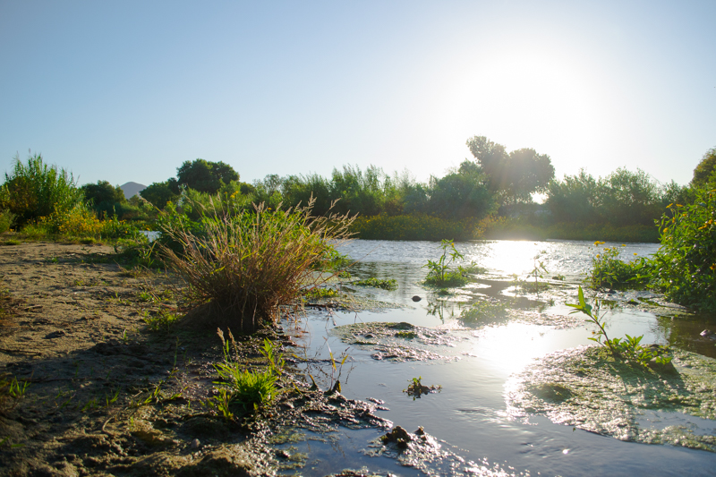 The sun shining over the river with surrounding greenery